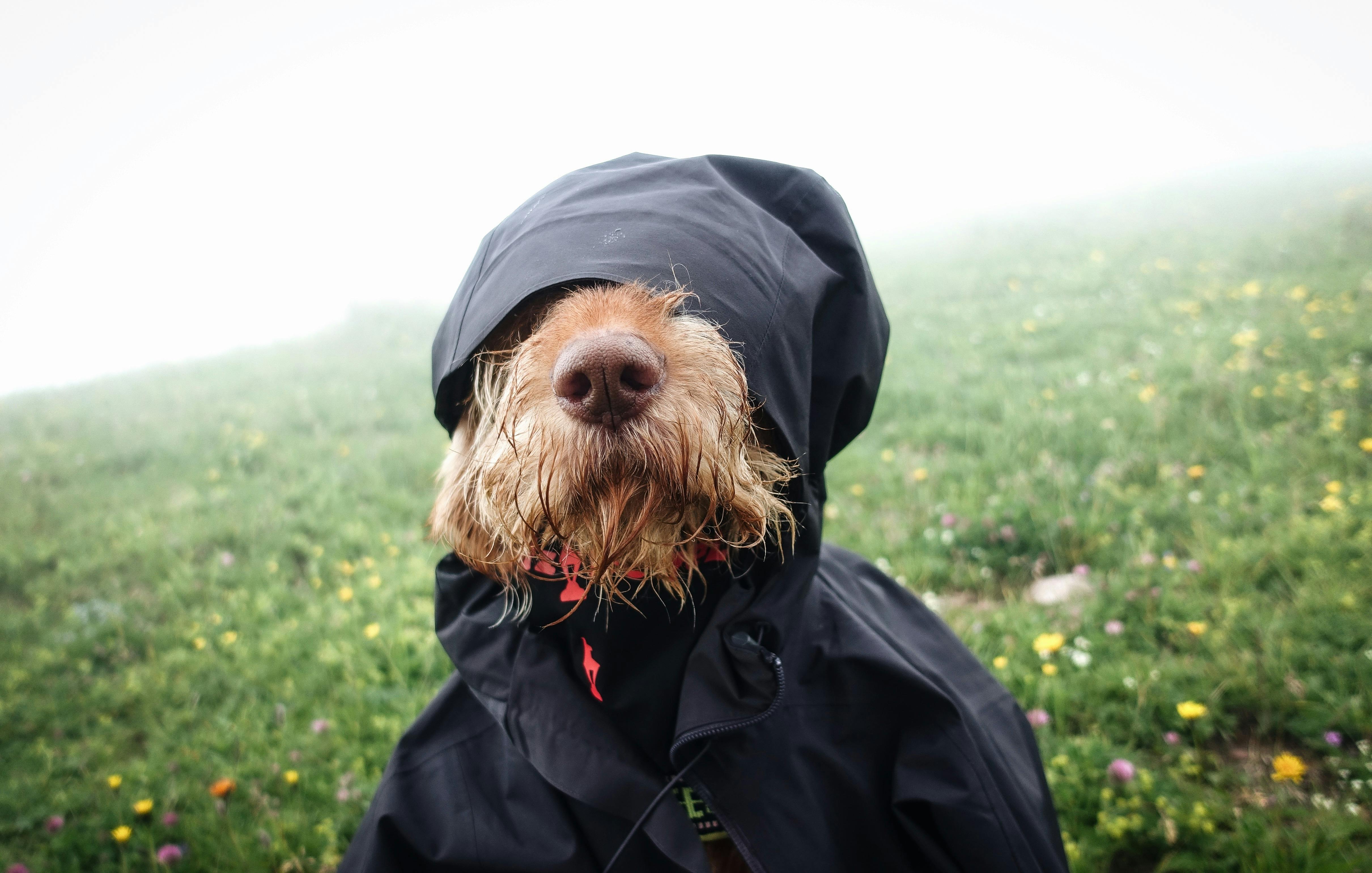 Tim the dog